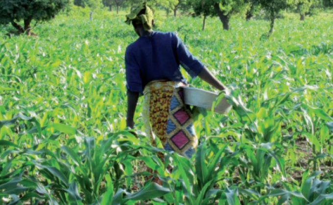 Gestion des parcs &agrave; karit&eacute;s  en Afrique de l&rsquo;Ouest - L&rsquo; exemple de la coop&eacute;rative des productrices de karit&eacute; de Siby au Mali